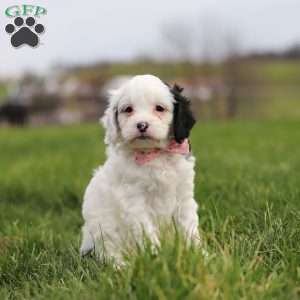 Molly, Cavapoo Puppy